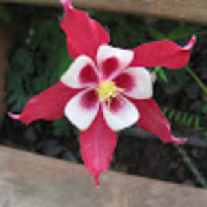 Meet your Posher, Rebekkah